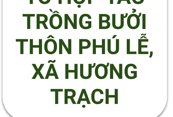 Logo Tổ Hợp Tác Trồng Bưởi Thôn Phú Lễ, Xã Hương Trạch