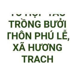 Logo Tổ Hợp Tác Trồng Bưởi Thôn Phú Lễ, Xã Hương Trạch