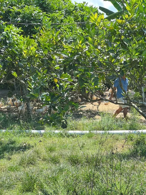 Xuyên Việt Farmstay Mùa 5 — Lạng Sơn, 31/5 (ảnh 18)