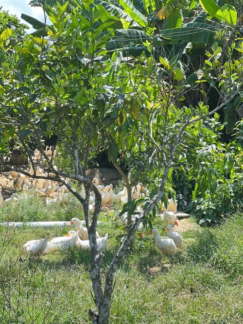 Xuyên Việt Farmstay Mùa 5 — Lạng Sơn, 31/5 (ảnh 22)